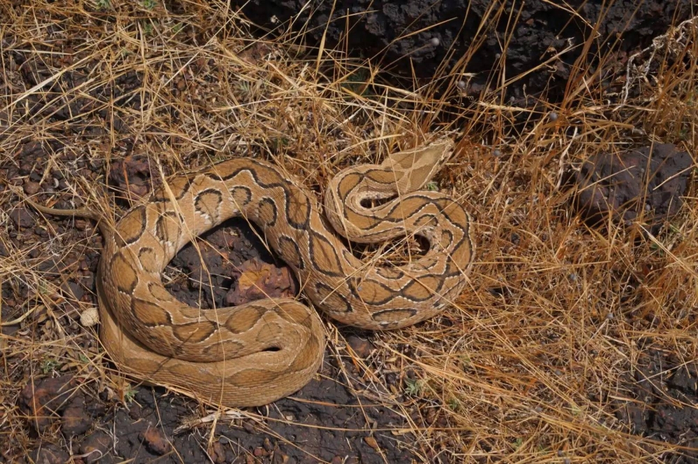 مصرع 84 بلدغات الأفاعي في بنغلاديش.. والسكان يعيشون &laquo;كابوسًا&raquo;