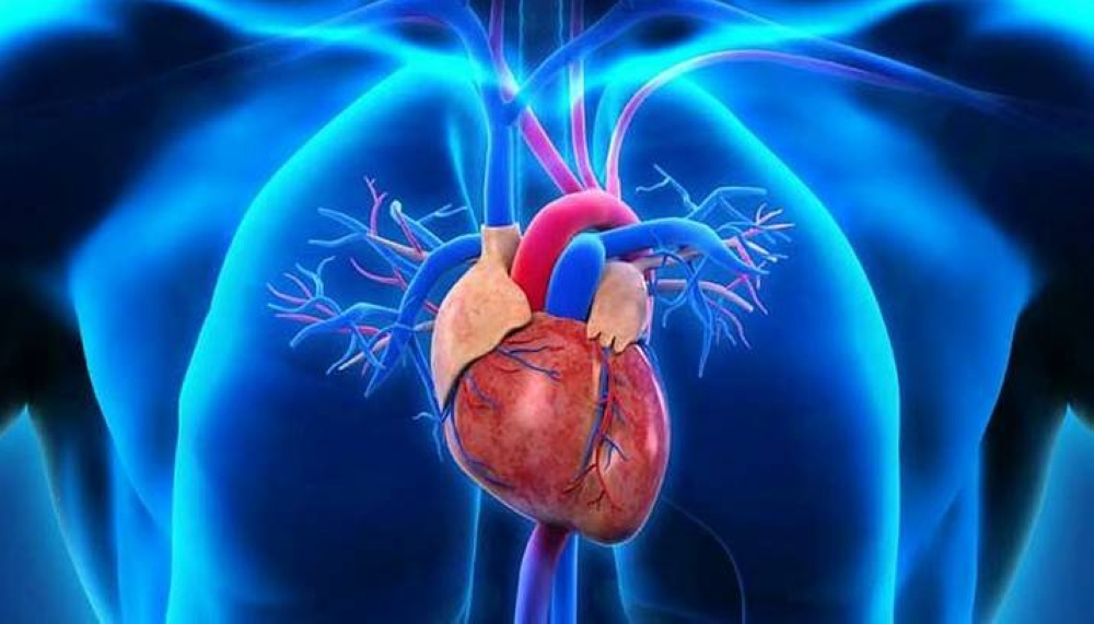 شيماء عبدالمعبود: عوامل الخطورة المرتبطة بأمراض القلب تشمل السن والسيرة المَرضية العائلية