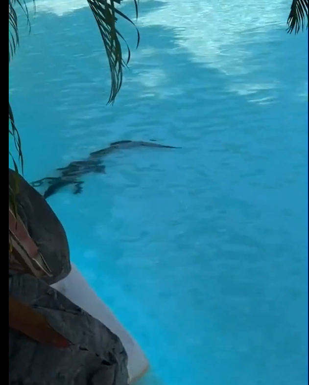 تمساح يقتحم مسبح فندق فاخر في أستراليا
