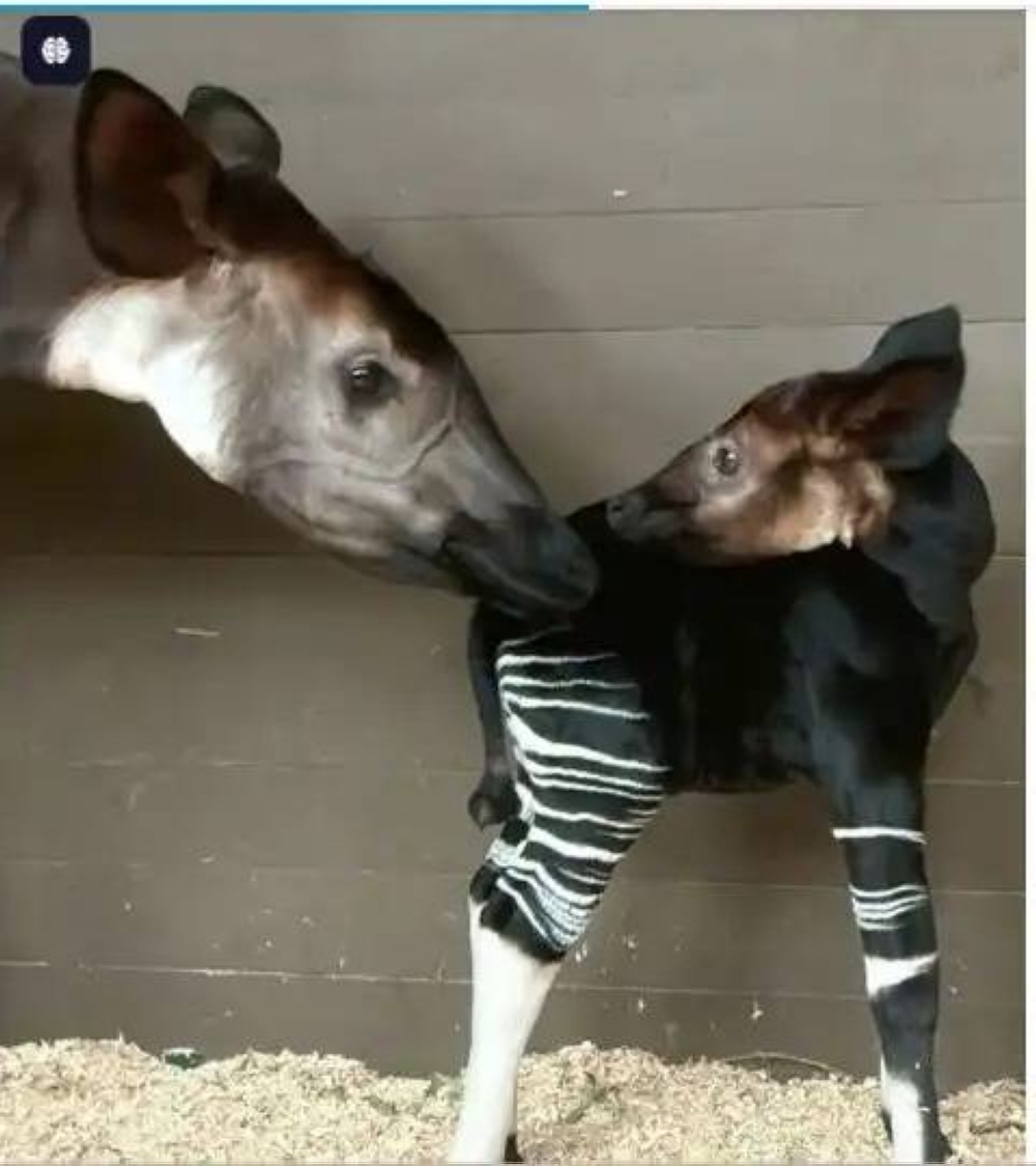 ولادة أول &laquo;زرافة غابة&raquo; في حدث نادر منذ قرن (صور)