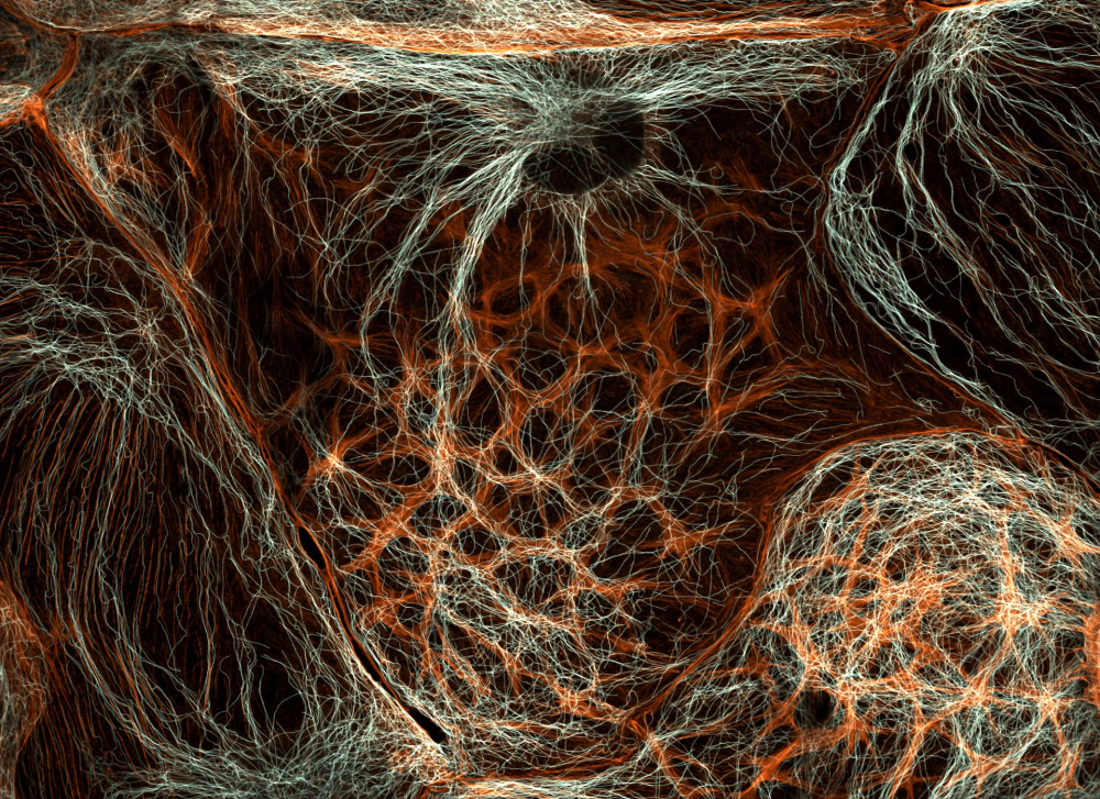 &laquo;نيكون&raquo; تكشف عن الفائزين في مسابقة التصوير المجهري لعام 2025