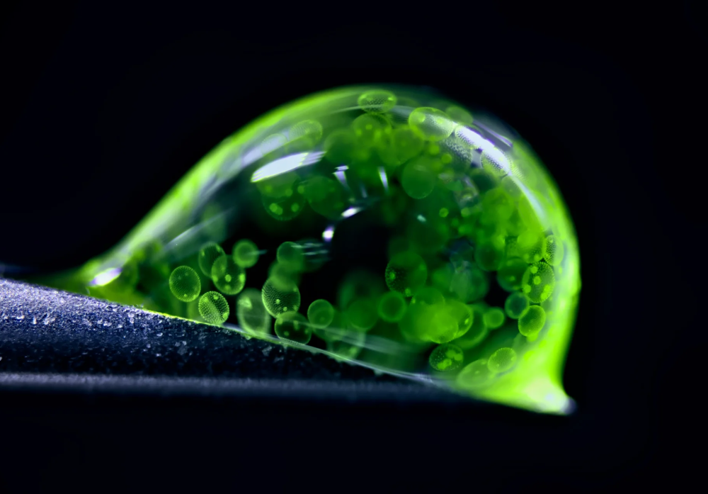 &laquo;نيكون&raquo; تكشف عن الفائزين في مسابقة التصوير المجهري لعام 2025