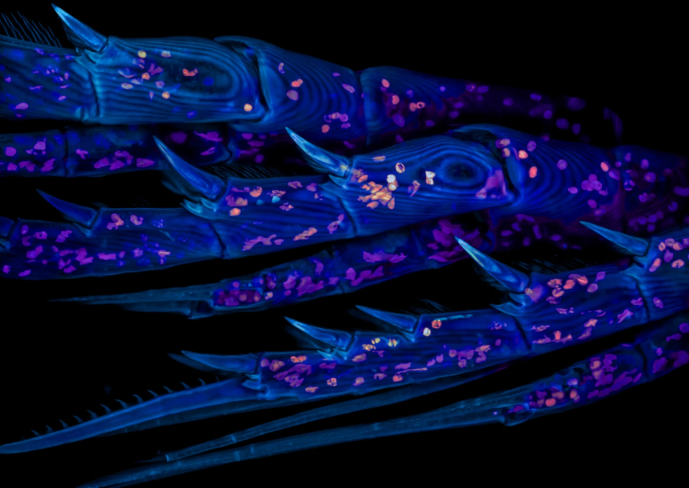 &laquo;نيكون&raquo; تكشف عن الفائزين في مسابقة التصوير المجهري لعام 2025