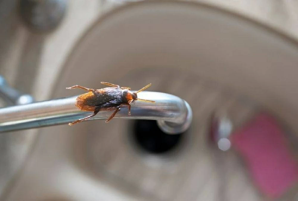 امرأة تشعل حريقا مميتا في محاولة لقتل صرصور