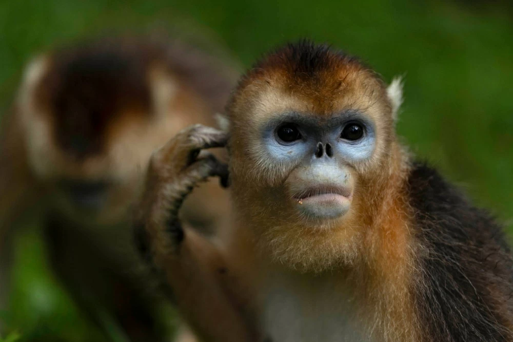 بعد &laquo;دبلوماسية الباندا&raquo;.. قرود ذهبية نادرة تسافر من الصين لأوروبا لأول مرة