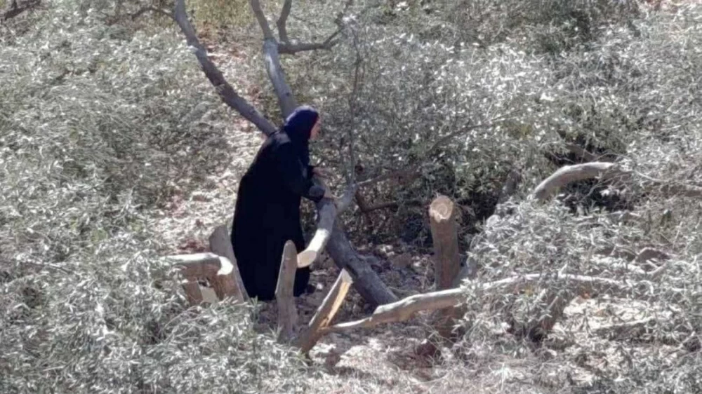 مستوطنون يقطعون 80 شجرة زيتون معمرة في سعير بالضفة الغربية