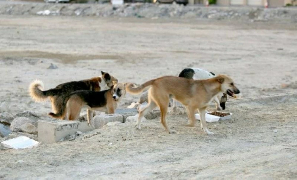 Sorry! Image not available at this time