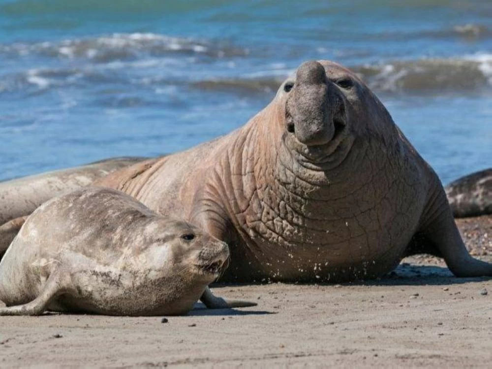 إنفلونزا الطيور تفتك بآلاف أفيال البحر.. دراسة علمية تكشف