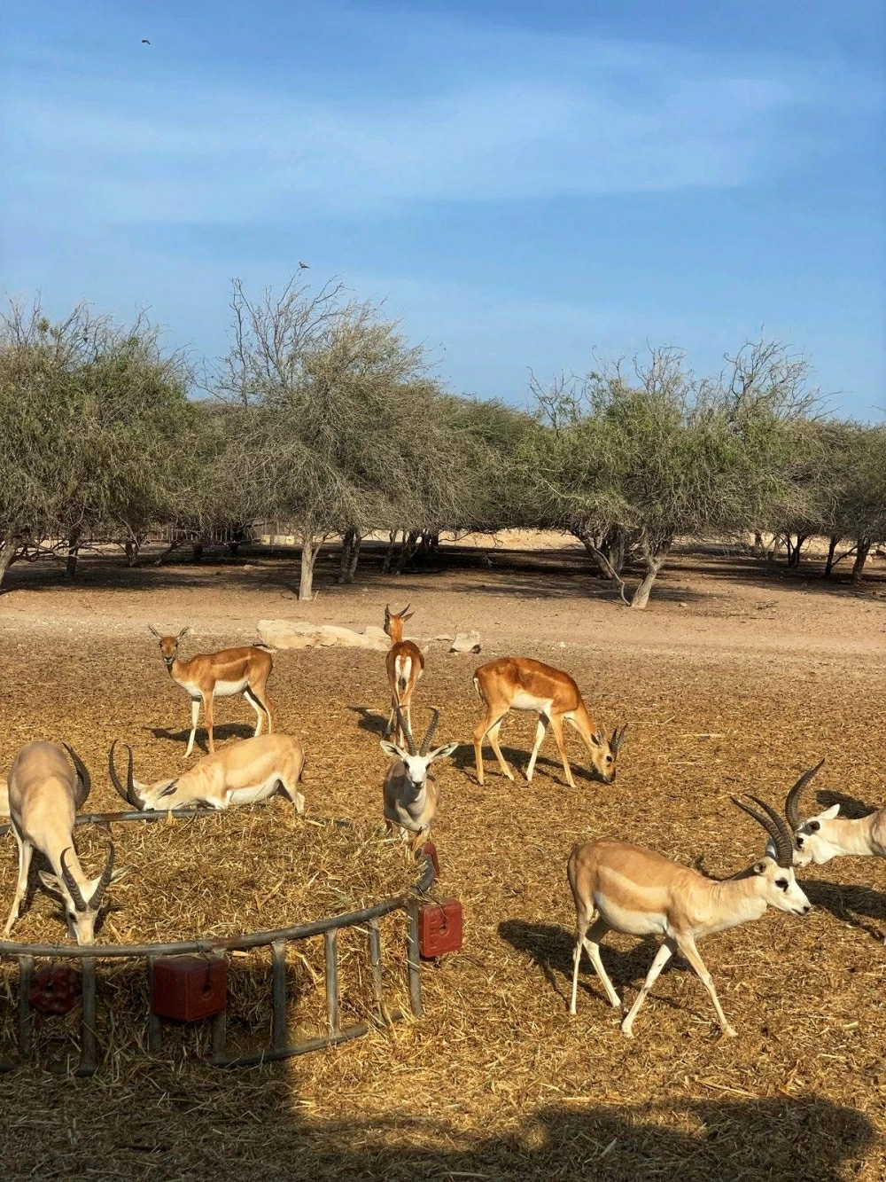 أبوظبي.. روح الضيافة العربية الأصيلة ورمز الثقافة والتعايش