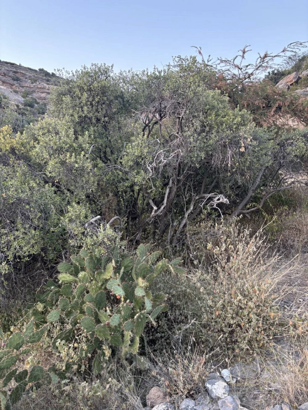 الجبل الأخضر.. خُضرة الروح قبل المكان