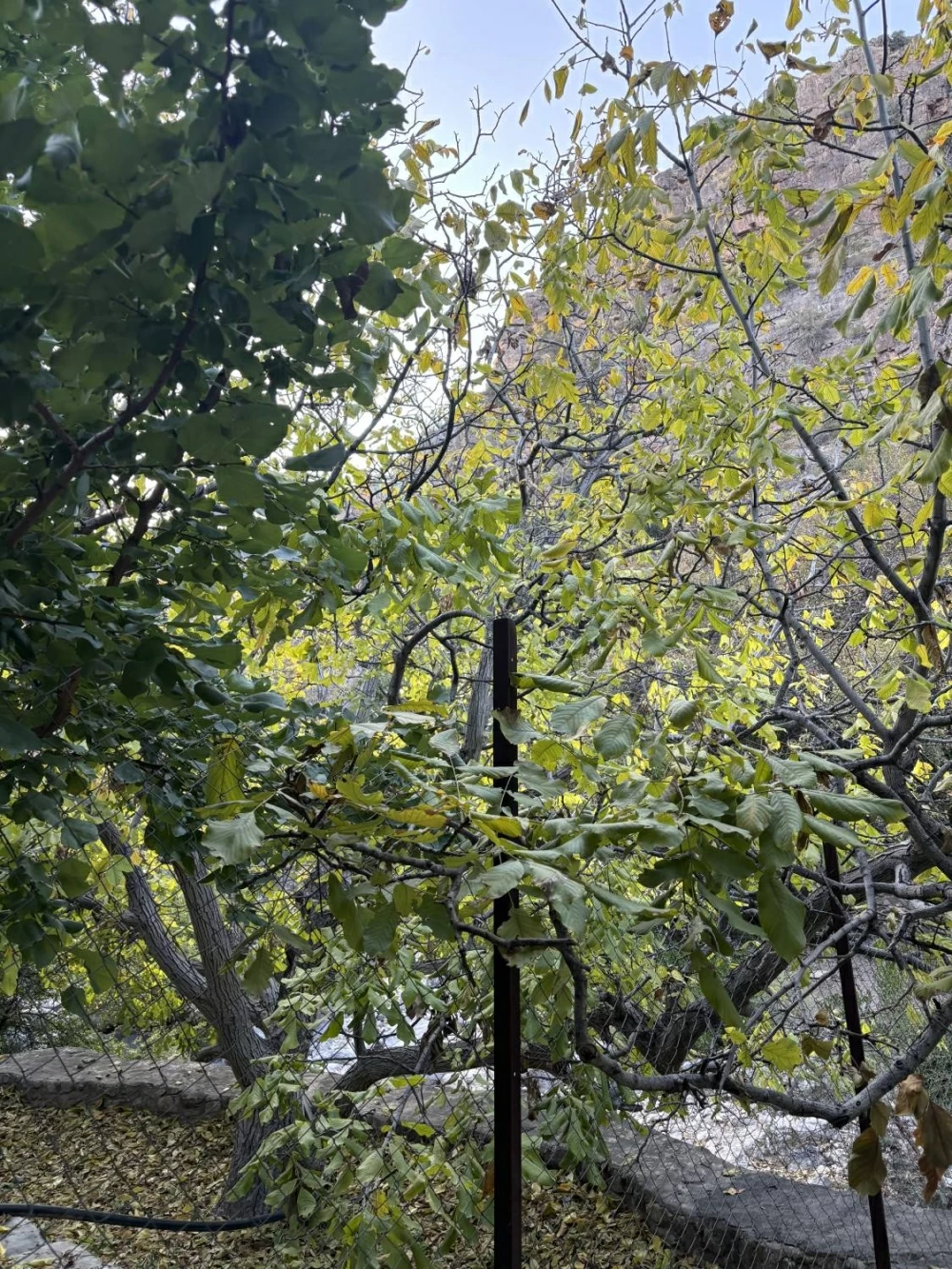 الجبل الأخضر.. خُضرة الروح قبل المكان