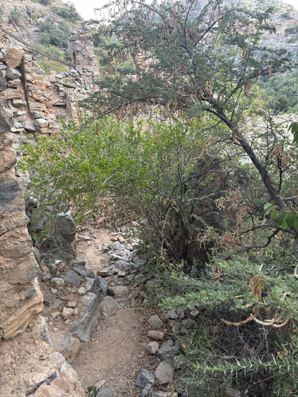 الجبل الأخضر.. خُضرة الروح قبل المكان