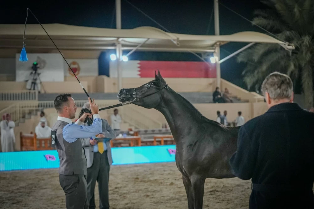 انطلاق البطولة الوطنية لجمال الخيل العربية وسط مشاركة واسعة