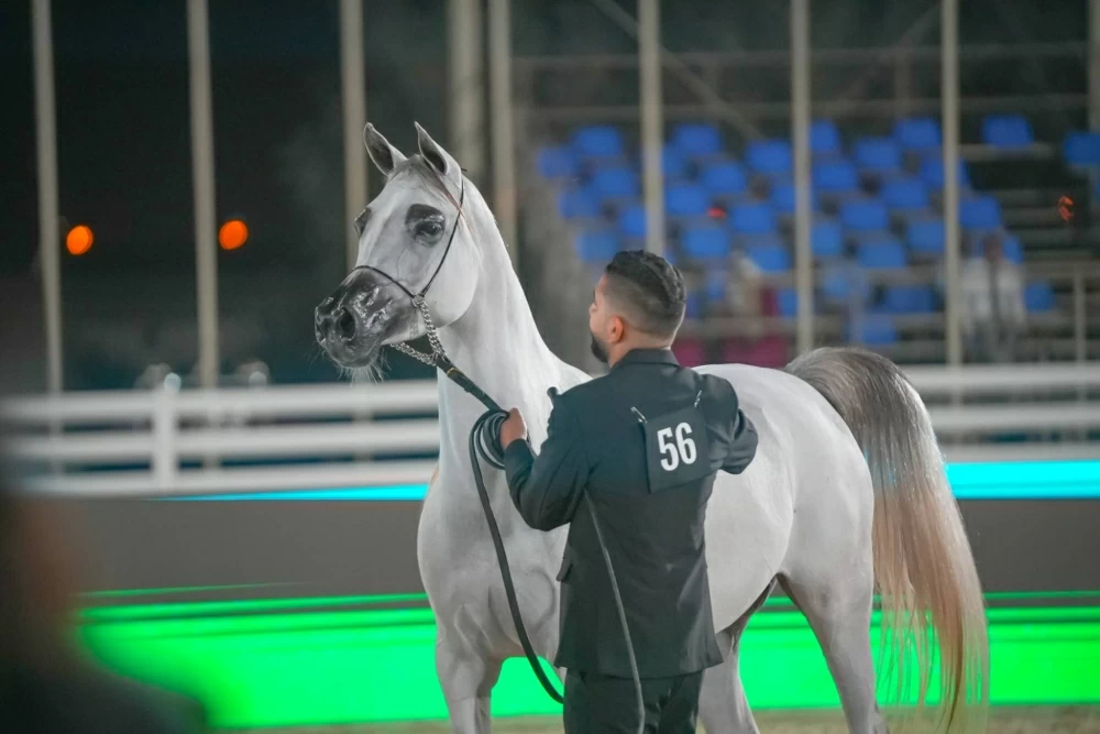 انطلاق البطولة الوطنية لجمال الخيل العربية وسط مشاركة واسعة