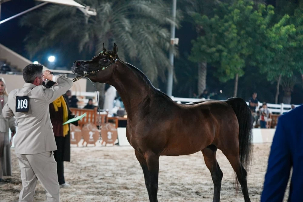 ختام مميز لبطولة البحرين الوطنية لجمال الخيل العربية