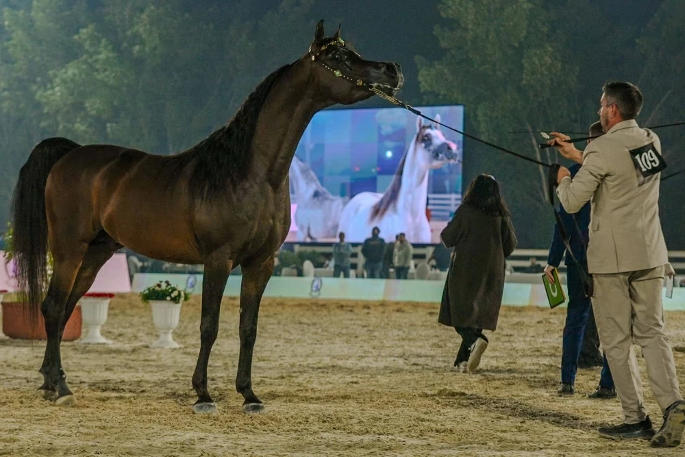 ختام مميز لبطولة البحرين الوطنية لجمال الخيل العربية