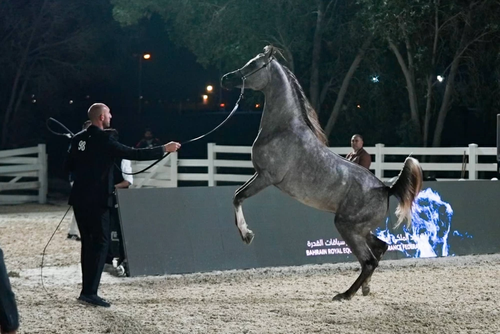 ختام مميز لبطولة البحرين الوطنية لجمال الخيل العربية