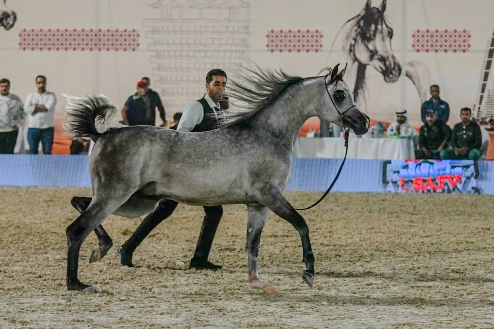 ختام مميز لبطولة البحرين الوطنية لجمال الخيل العربية