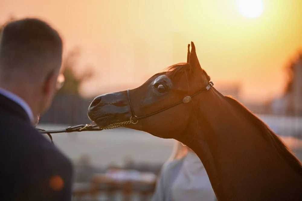 ختام مميز لبطولة البحرين الوطنية لجمال الخيل العربية