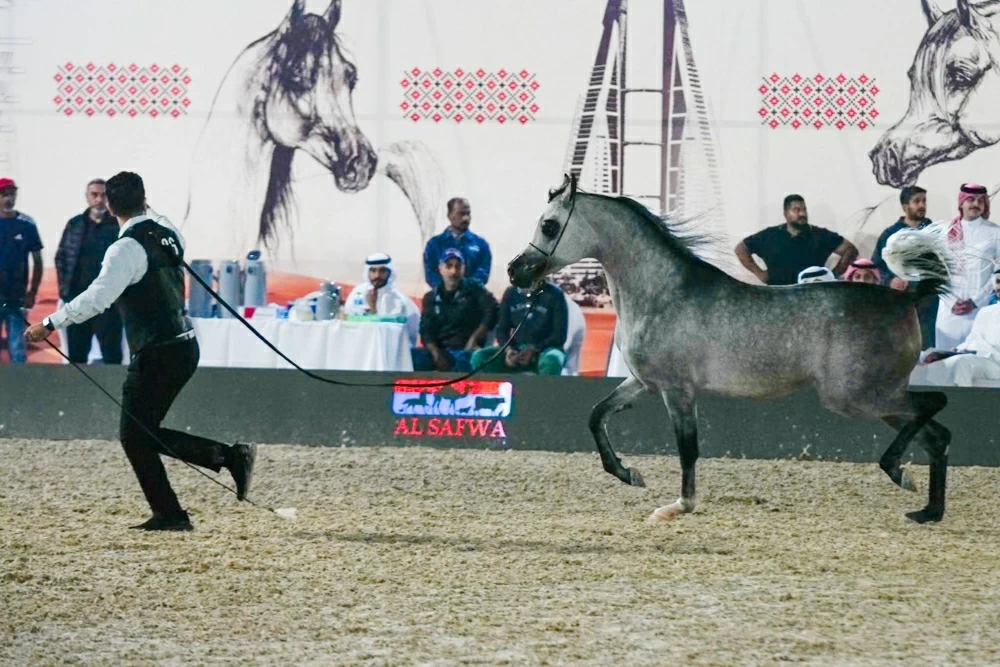 ختام مميز لبطولة البحرين الوطنية لجمال الخيل العربية