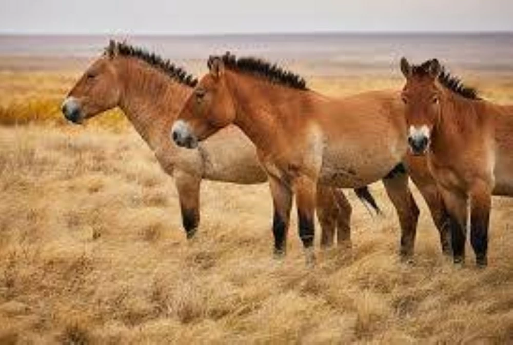 كازاخستان.. عودة خيول &laquo;بريزوالسكي&raquo; البرية بعد قرن على انقراضها