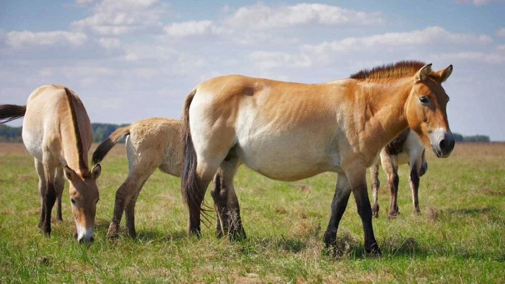 كازاخستان.. عودة خيول &laquo;بريزوالسكي&raquo; البرية بعد قرن على انقراضها