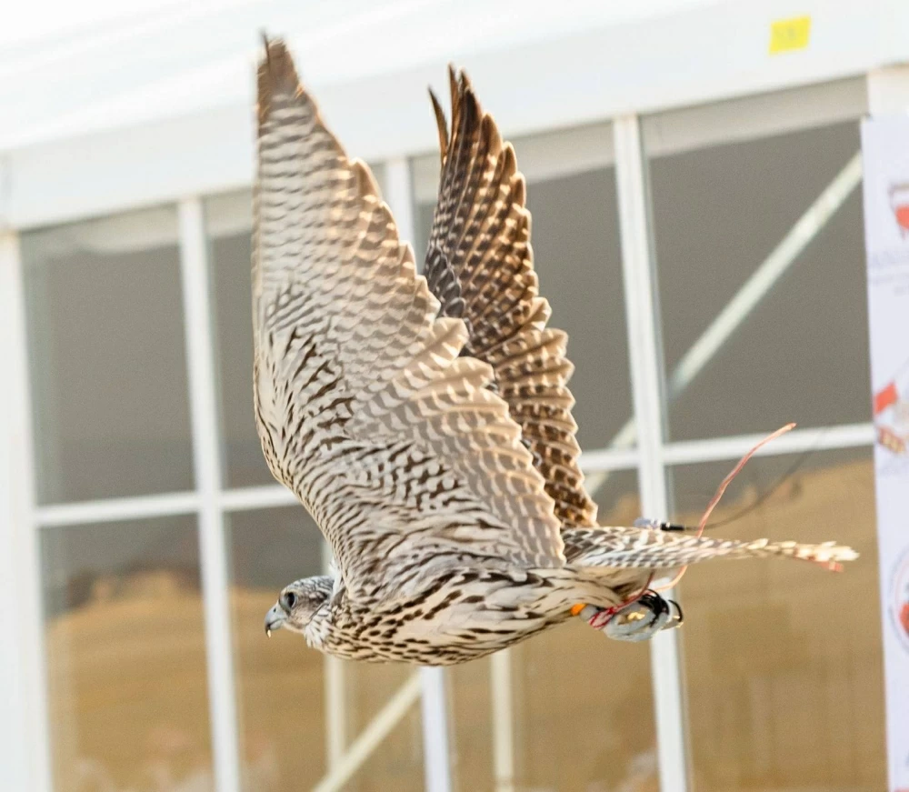 200 صقار يشاركون في انطلاق البطولة التنشيطية ضمن موسم ناصر بن حمد للصقور والصيد