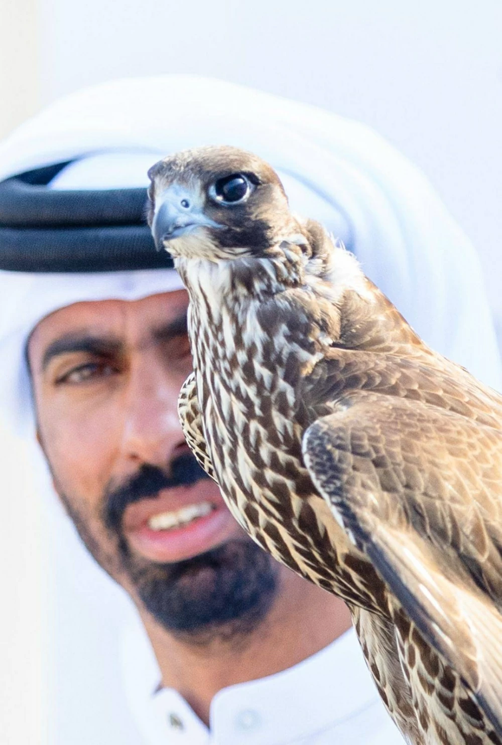 200 صقار يشاركون في انطلاق البطولة التنشيطية ضمن موسم ناصر بن حمد للصقور والصيد