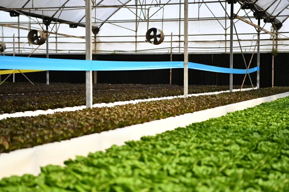 وزيرالبلديات ووزير الثروة الزراعية العماني ووفود خليجية يزورون مشروع زراعة أشجار القرم في (جيبك) وشركة مزارع الجزيرة