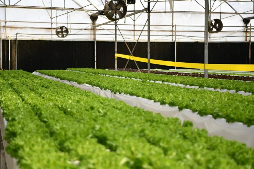 وزيرالبلديات ووزير الثروة الزراعية العماني ووفود خليجية يزورون مشروع زراعة أشجار القرم في (جيبك) وشركة مزارع الجزيرة