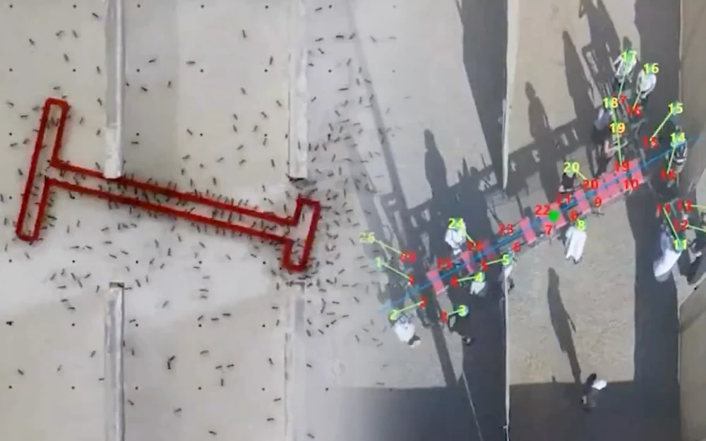 دراسة علمية: عندما يغيب التواصل.. النمل يتفوق على البشر 