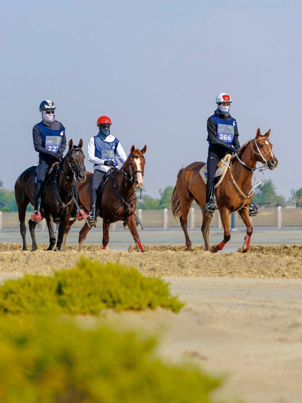 مشاركة واسعة في السباقات الدولية والمحلية لبطولة العيد الوطني للقدرة