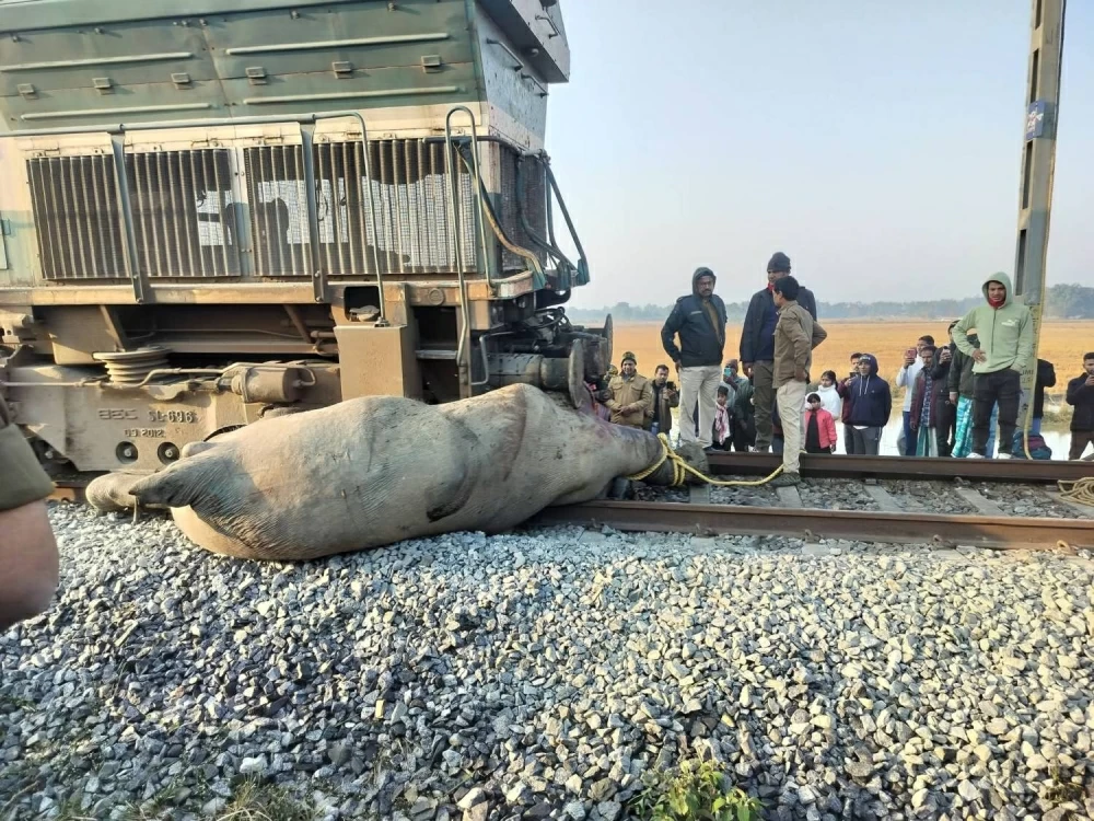 الهند: حادث قطار يودي بحياة أفيال آسيوية دون إصابات بشرية