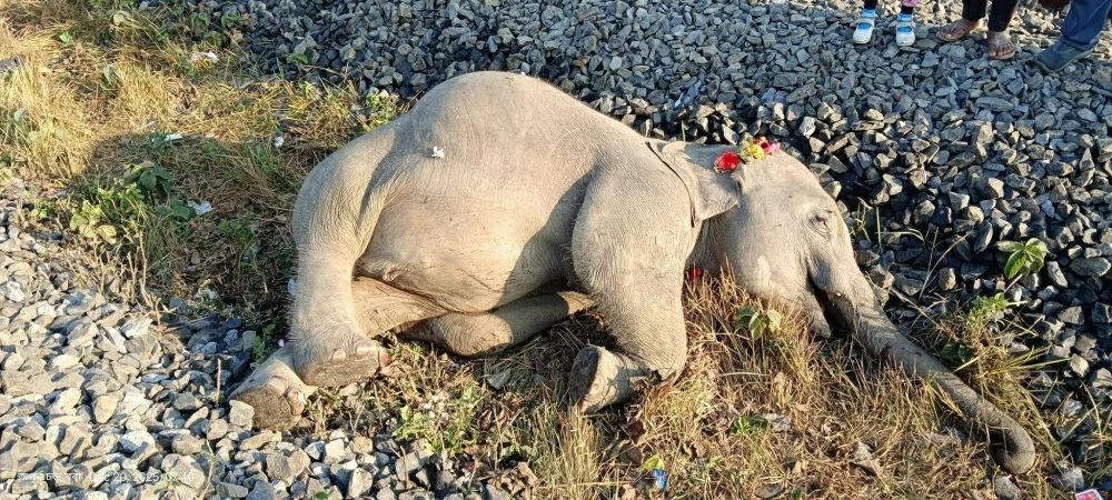الهند: حادث قطار يودي بحياة أفيال آسيوية دون إصابات بشرية