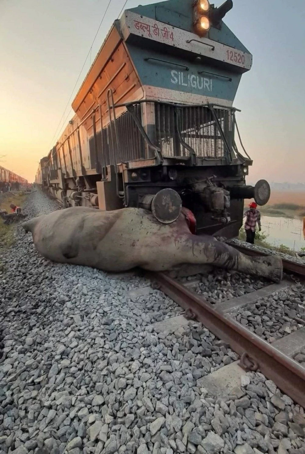 الهند: حادث قطار يودي بحياة أفيال آسيوية دون إصابات بشرية