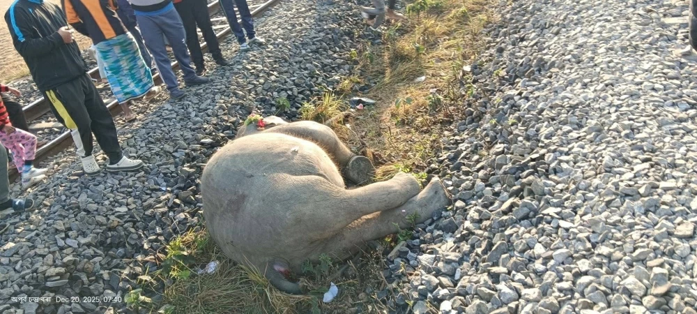 الهند: حادث قطار يودي بحياة أفيال آسيوية دون إصابات بشرية