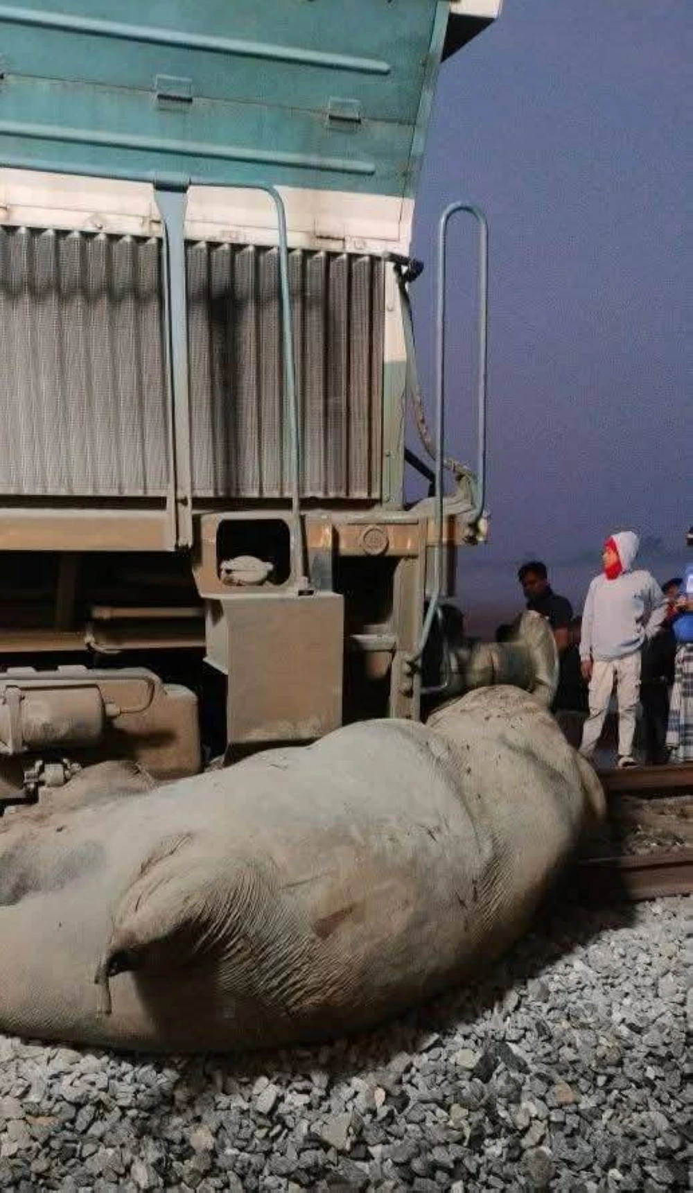 الهند: حادث قطار يودي بحياة أفيال آسيوية دون إصابات بشرية