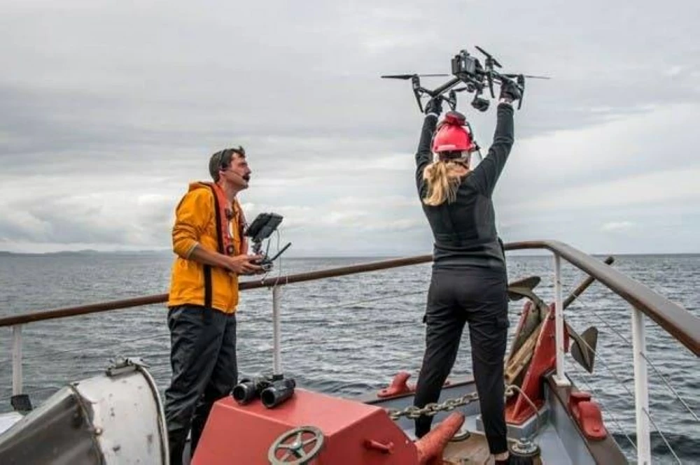 كاميرات تسجل تعاوناً غير مسبوق بين دلافين وحيتان قاتلة