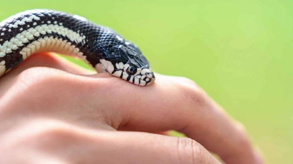 شقيقان  ولاية تاميل نادو الهندية يقتلان والدهما باستخدام ثعبانين سامّين