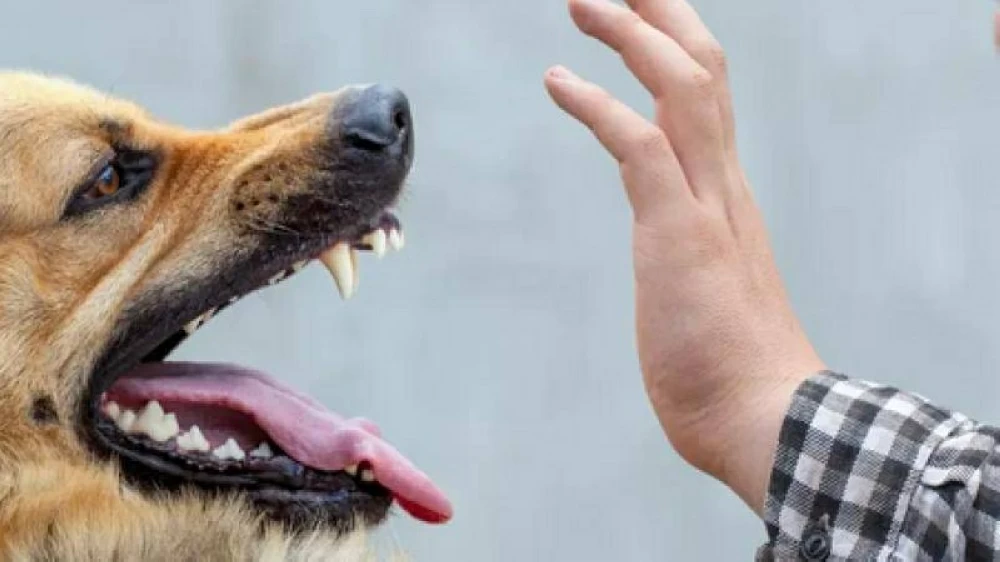 وفاة شاب بعضة كلب تثير جدلًا واسعًا في العراق (فيديو)