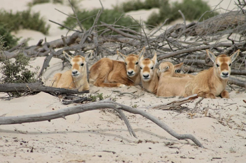 محمية محمد بن زايد الطبيعية.. تجسيد لعمق العلاقات التاريخية الوثيقة بين البحرين والإمارات
