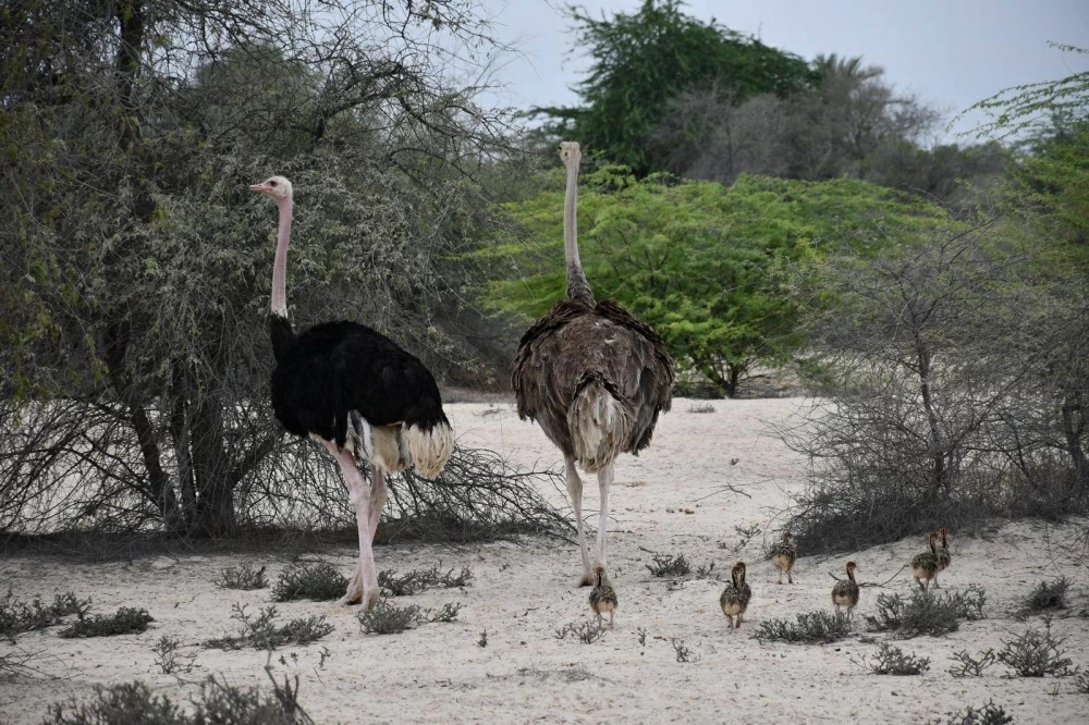 محمية محمد بن زايد الطبيعية.. تجسيد لعمق العلاقات التاريخية الوثيقة بين البحرين والإمارات