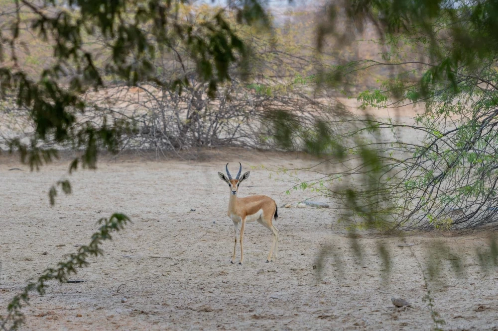 محمية محمد بن زايد الطبيعية.. تجسيد لعمق العلاقات التاريخية الوثيقة بين البحرين والإمارات