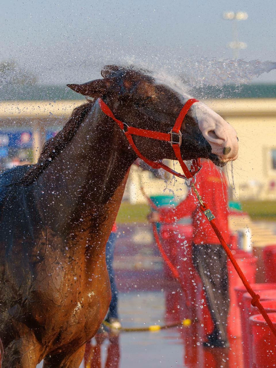 الفريق الملكي للقدرة يشارك في سباق بطولة المجموعة الإقليمية السابعة بأبوظبي
