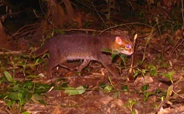 لأول مرة منذ 30 عاماً.. العثور على أندر أنواع القطط البرية في تايلاند