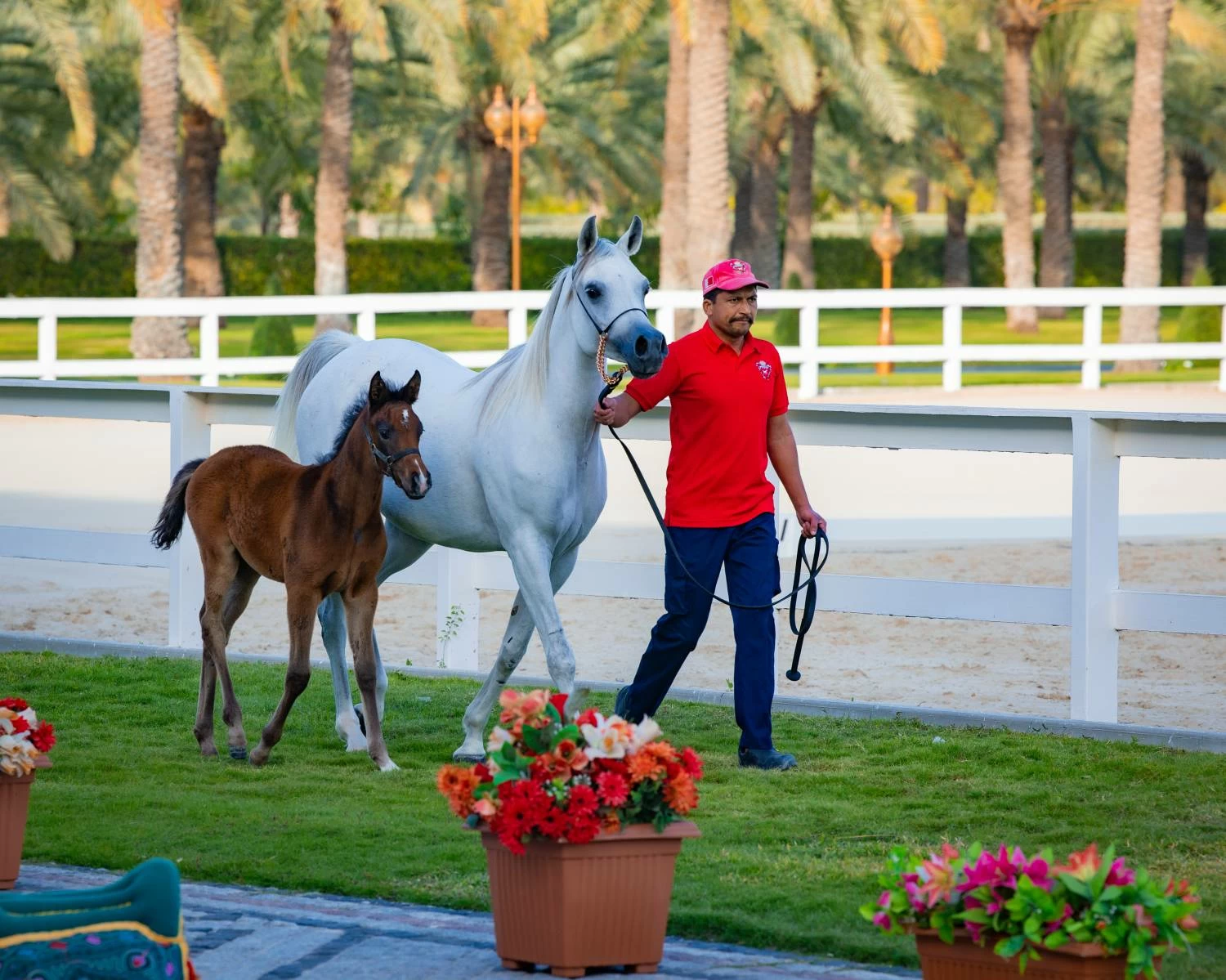 الملك يستقبل فخامة رئيس باكستان ويشاهدان عرضًا للخيل الأصيلة