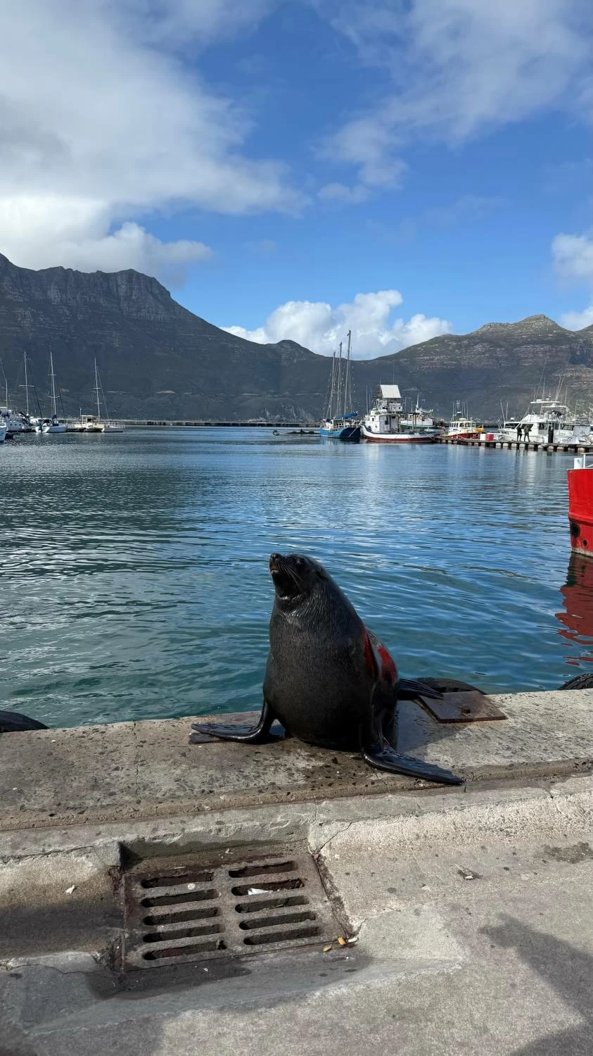 كيب تاون.. تجربة سياحية آسرة لجنوب أفريقيا حيث تلتقي الطبيعة بالتاريخ والثقافة