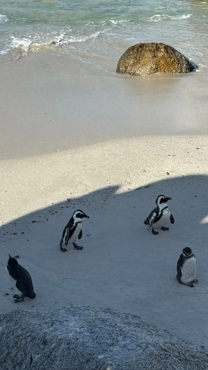 كيب تاون.. تجربة سياحية آسرة لجنوب أفريقيا حيث تلتقي الطبيعة بالتاريخ والثقافة