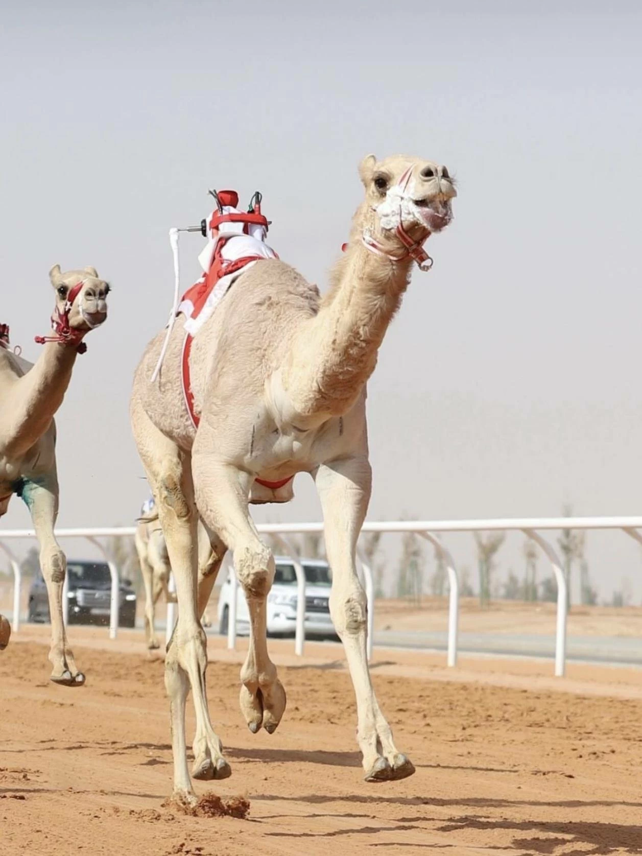 ناصر بن حمد يشيد بالنتائج المميزة للهجن البحرينية بمهرجان خادم الحرمين الشريفين