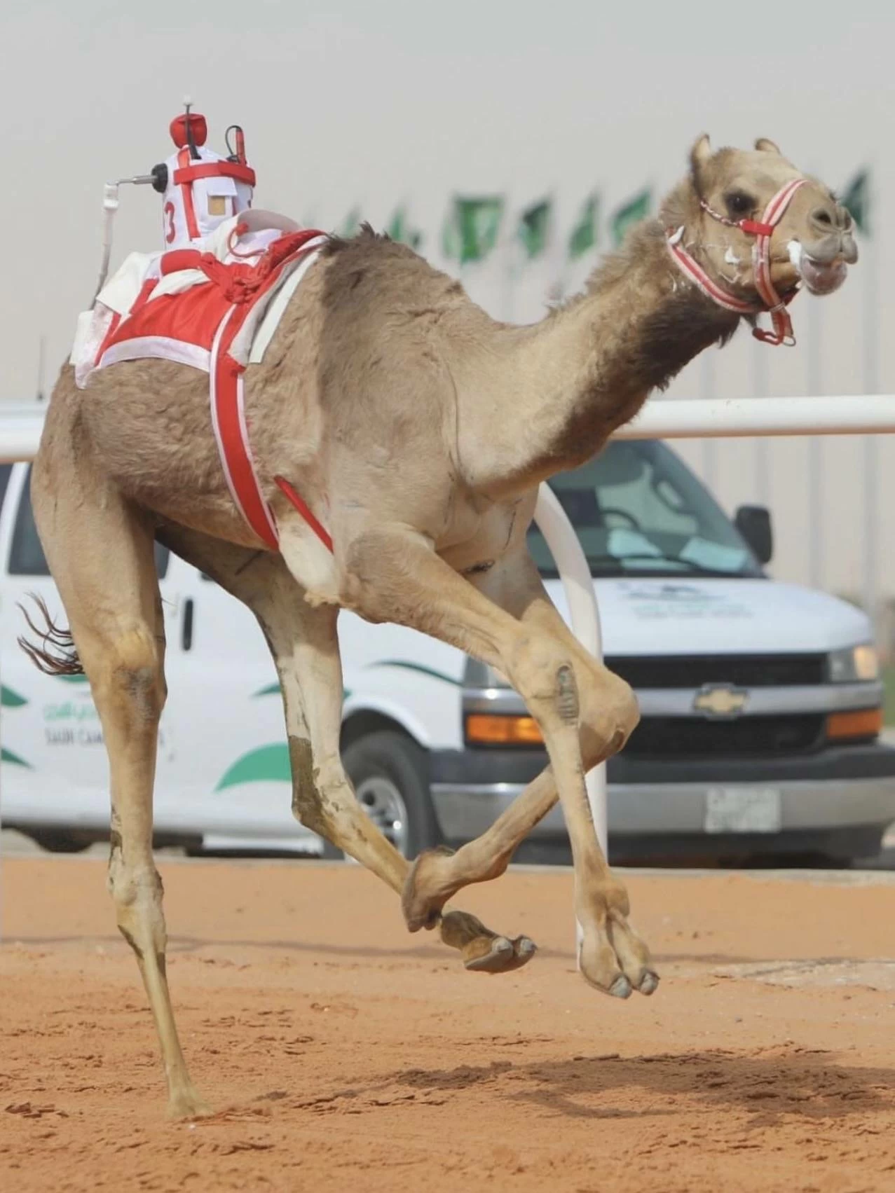 ناصر بن حمد يشيد بالنتائج المميزة للهجن البحرينية بمهرجان خادم الحرمين الشريفين